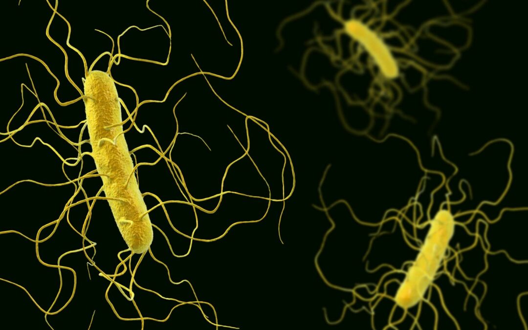 Information om roskildesyge (norovirus) til madprofessionelle